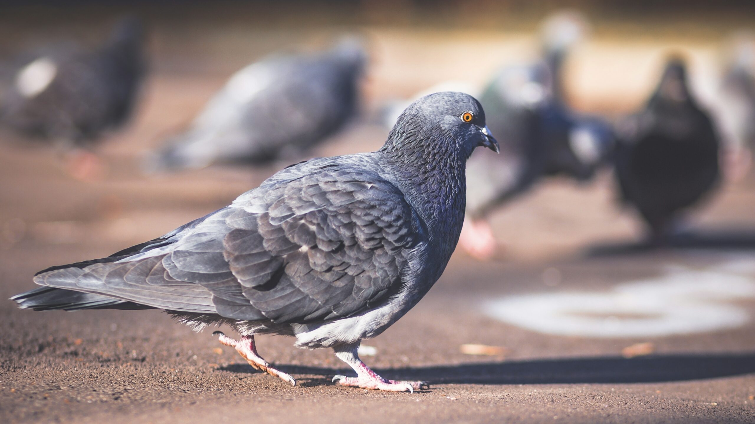 Worüber sich die RUB und die Ärzte gegen Tierversuche streiten